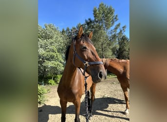 Mare 9 years