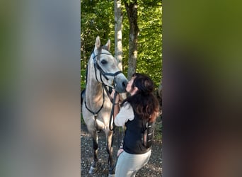 Arabian horses, Gelding, 7 years, 15.1 hh, Can be white, in Wolfegg,