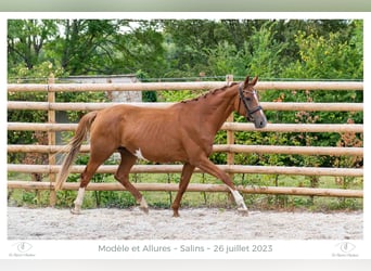 Hanoverian, Mare, 5 years, 16.2 hh, Chestnut-Red, in Elevage des Baïsses,