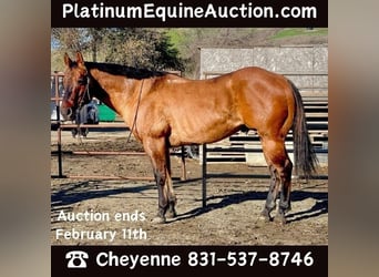 American Quarter Horse, Wallach, 12 Jahre, 152 cm, Buckskin, in Bitterwater CA,