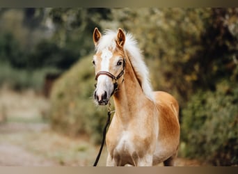 Haflinger, Étalon, Poulain (03/2024), 154 cm, in Trebbin,