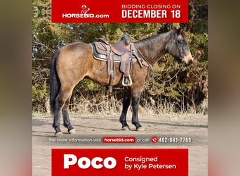 Quarter horse américain, Hongre, 7 Ans, 152 cm, Buckskin, in Valley Springs,