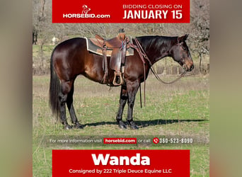 Quarter horse américain, Jument, 10 Ans, 152 cm, Noir, in Weatherford, TX,