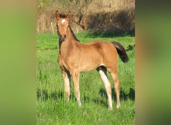 German Riding Pony, Stallion, Foal (02/2024), 14.2 hh, Dun, in Velpke,