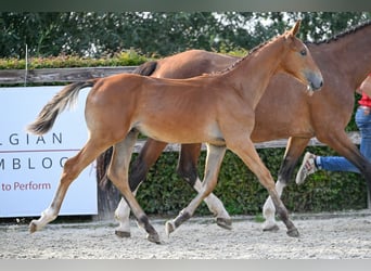 Belgian Warmblood, Stallion, Foal (04/2023), Bay, in OUD HEVERLEE,