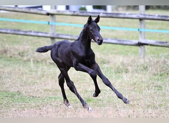 Trakehner, Hengst, 1 Jaar, 170 cm, Zwart, in Wetter (Ruhr),