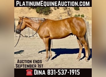 American Quarter Horse, Wallach, 12 Jahre, 152 cm, Palomino, in Paicines CA,