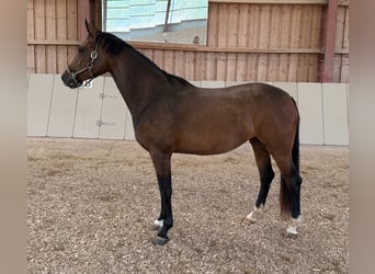Mare 3 years