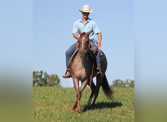Quarter horse américain, Hongre, 15 Ans, 152 cm, Rouan Rouge, in Mount Vernon KY,