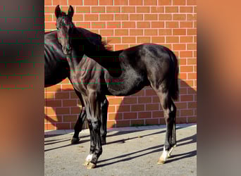 Hanoverian, Stallion, Foal (05/2025), Black, in Ochtersum