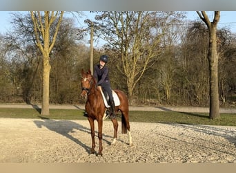 Hannoveraan, Merrie, 4 Jaar, 162 cm, Vos, in Ganderkesee