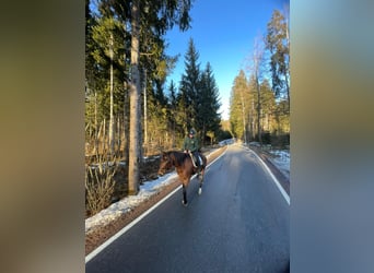 Andalou, Hongre, 7 Ans, 160 cm, Bai, in Argenbühl