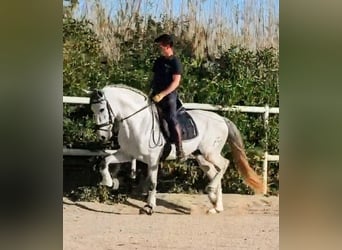 PRE, Semental, 4 años, 164 cm, Tordo rodado, in Sevilla