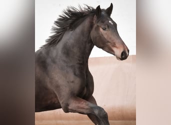 Hannoveriano, Caballo castrado, 3 años, 171 cm, Castaño oscuro, in Sankt Augustin