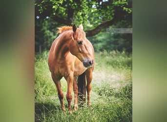 Weitere Ponys/Kleinpferde, Wallach, 15 Jahre, 145 cm, Fuchs, in Pyrbaum,