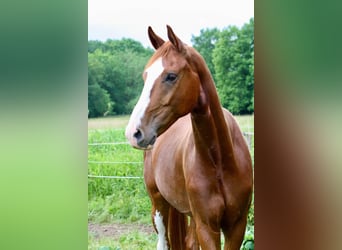 Oldenburger, Ruin, 4 Jaar, 169 cm, Donkere-vos, in Möckern