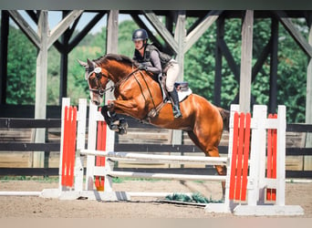 Thoroughbred, Gelding, 7 years, 16 hh, Bay, in Anthony,