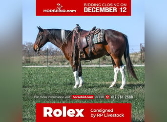 Paint Horse, Hongre, 7 Ans, 152 cm, Bai cerise, in Buffalo, MO,