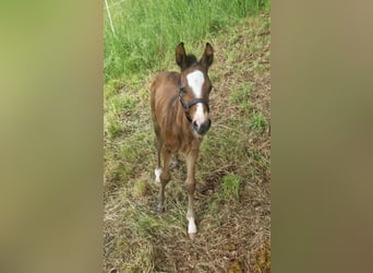 German Sport Horse, Stallion, 1 year, Brown, in Zwickau