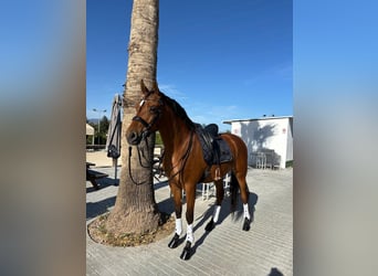 Hispano-arabier, Ruin, 7 Jaar, 165 cm, Bruin, in Alhaurín el Grande