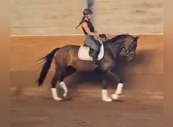 Stute 4 Jahre Stute 4 Jahre