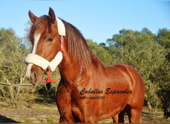 Andalusian, Stallion, 3 years, 14.3 hh, Chestnut-Red, in Vejer de la Frontera,