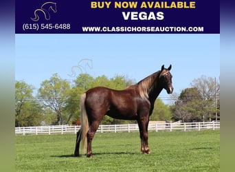 Rocky Mountain Horse, Castrone, 6 Anni, 142 cm, Baio, in Lewisburg,