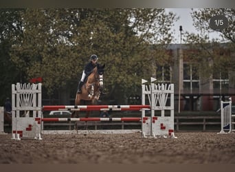 Łotewski koń gorącokrwisty, Klacz, 9 lat, 170 cm, Gniada, in Valdlauci,