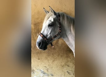 Deutsches Reitpony Mix, Wallach, 22 Jahre, 145 cm, Schimmel, in Dahlem