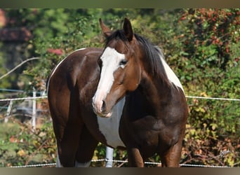 Paint Horse, Étalon, 2 Ans, 145 cm, Tobiano-toutes couleurs, in Bezdědice,