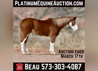 Quarter horse américain, Hongre, 5 Ans, 150 cm, Overo-toutes couleurs, in Sweet Springs MO,