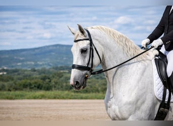 Lipizzaner, Wallach, 12 Jahre, 160 cm, White, in La Roque d' Anthéron