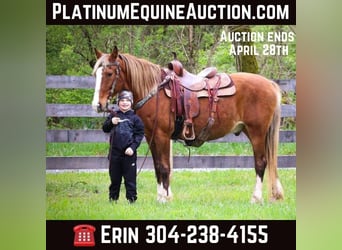 Tennessee walking horse, Ruin, 12 Jaar, 152 cm, Brown Falb schimmel, in Flemingsburg Ky,
