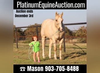 Quarter horse américain, Hongre, 17 Ans, Palomino, in Canton TX,