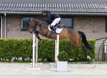 Zangersheider, Jument, 5 Ans, 160 cm, , in Waddinxveen