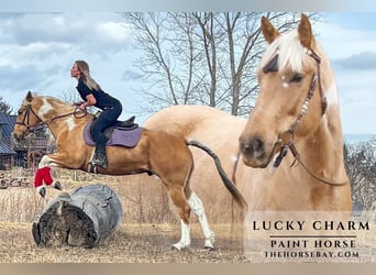 American Paint Horse, Castrone, 4 Anni, 155 cm, Palomino, in Fort Collins, CO