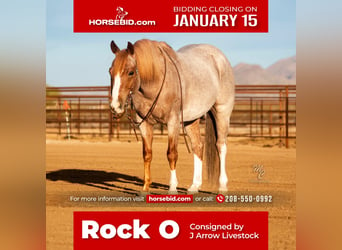Quarter horse américain, Hongre, 6 Ans, 145 cm, Rouan Rouge, in Wickenburg, AZ,
