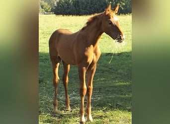 Hanoverian, Stallion, 1 year, Chestnut-Red, in Falkensee,