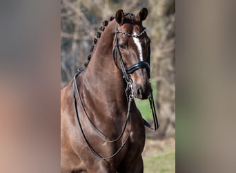 KWPN, Ruin, 13 Jaar, 170 cm, Bruin, in Peer