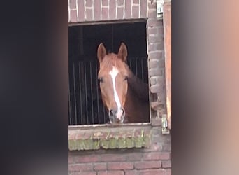 Mare 4 years