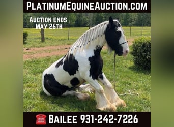 Gypsy Horse, Gelding, 5 years, 14 hh, Tobiano-all-colors, in Santa Fe TN,