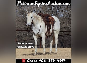 Quarter horse américain, Hongre, 14 Ans, 150 cm, Gris, in Jacksboro, TX,