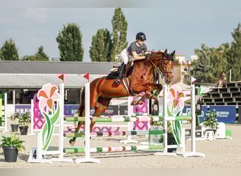 Oldenbourg, Jument, 5 Ans, 172 cm, Bai brun, in Motešice