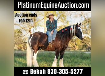 Gypsy Horse, Gelding, 12 years, 14.1 hh, Tobiano-all-colors, in San Antonio TX,