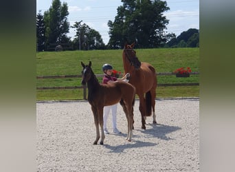 Mare 9 years