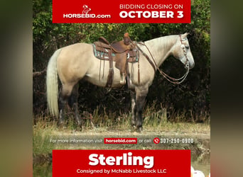 Quarter horse américain, Hongre, 10 Ans, 152 cm, Isabelle, in Cody, WY,
