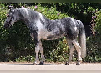 Altri pony/cavalli di piccola taglia, Giumenta, 5 Anni, 136 cm, Pezzato, in Rechnitz