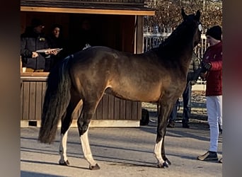 German Riding Pony, Stallion, 3 years, 14.1 hh, Brown, in Treuenbrietzen,