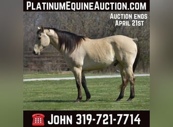 American Quarter Horse, Wallach, 14 Jahre, 152 cm, Buckskin, in LIsbon IA,