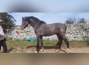 Andalusian, Stallion, 4 years, 16 hh, Gray, in Avila,